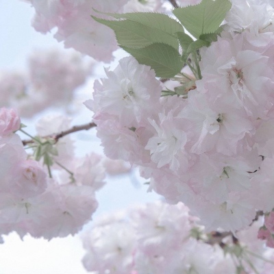 Furry插画氛围营造福瑞交流群